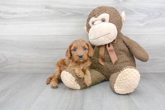 Cavapoo Pup Being Cute