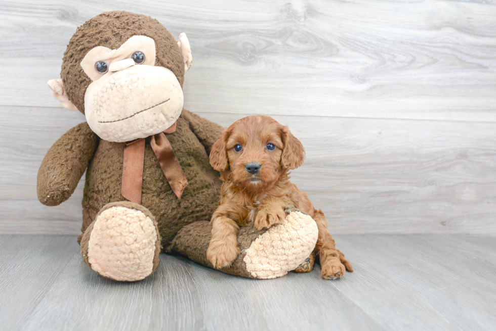 Energetic Cavoodle Poodle Mix Puppy