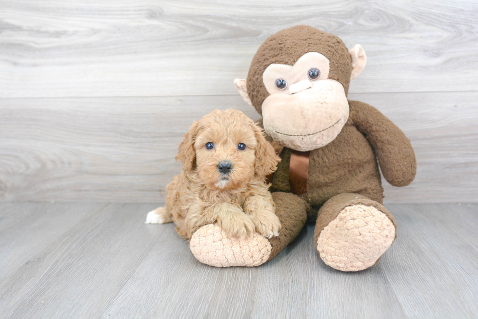 Cavapoo Pup Being Cute