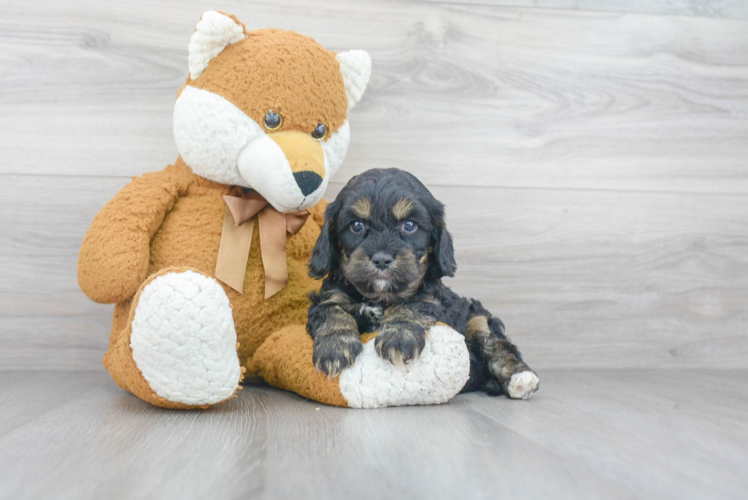 Adorable Cavoodle Poodle Mix Puppy