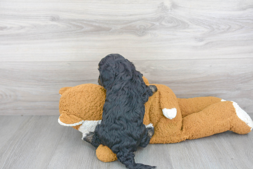 Friendly Cavapoo Baby