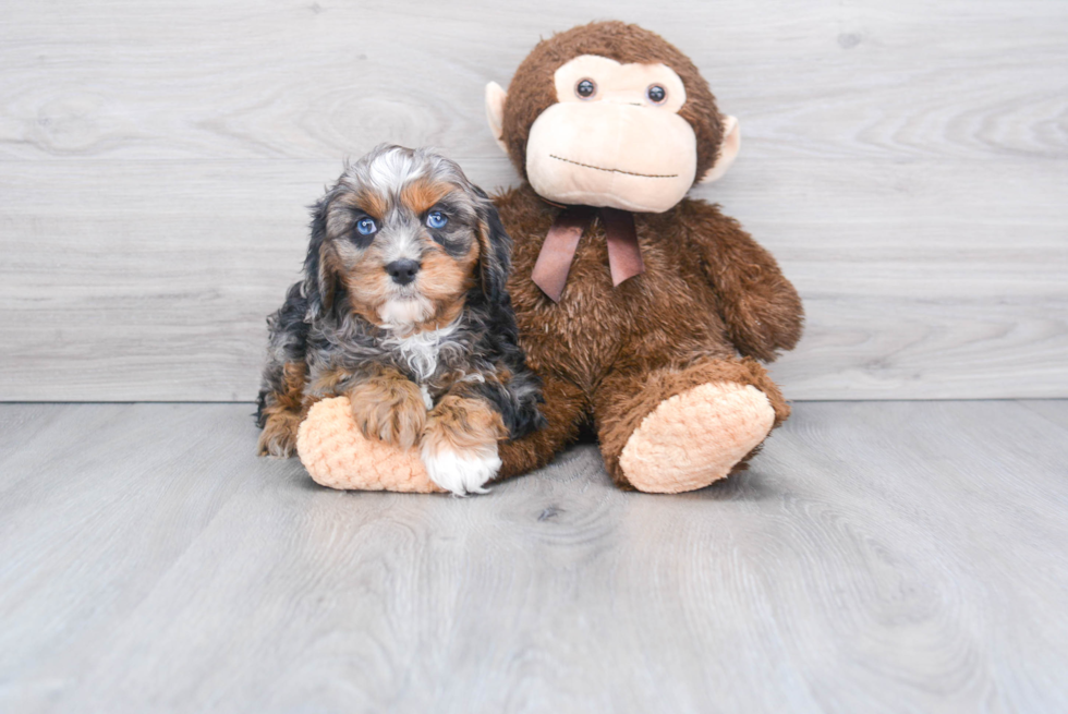 Best Cavapoo Baby