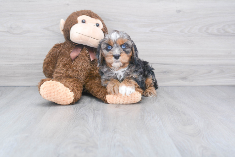 Playful Cavoodle Poodle Mix Puppy