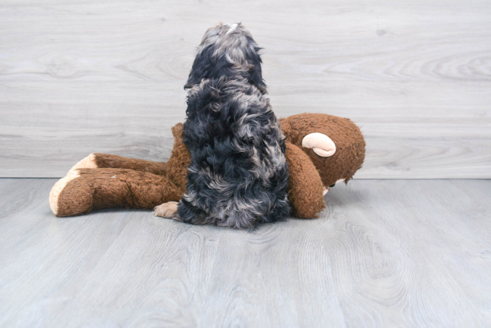 Popular Cavapoo Poodle Mix Pup