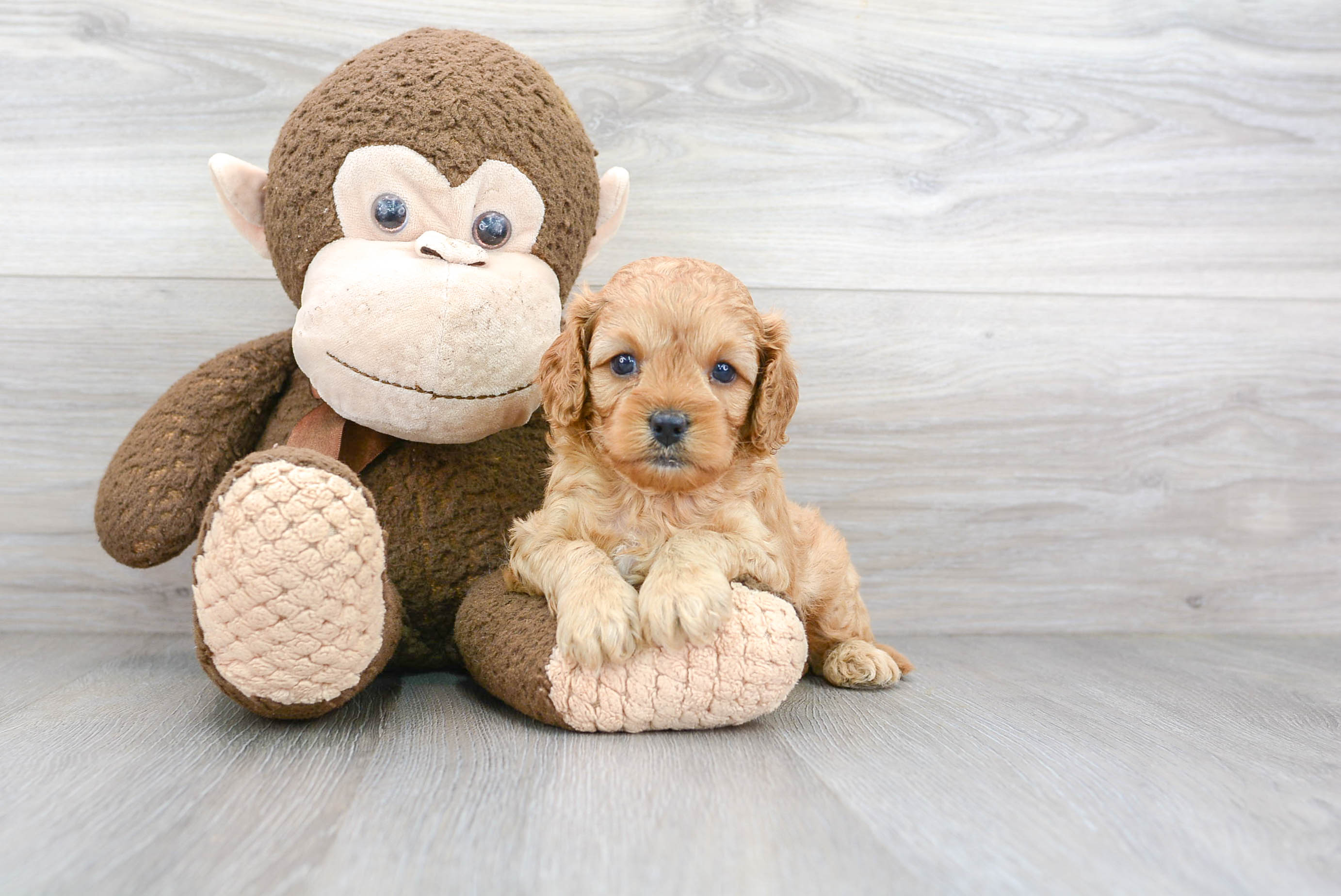 Small Cavapoo Baby