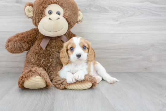 Cavapoo Pup Being Cute