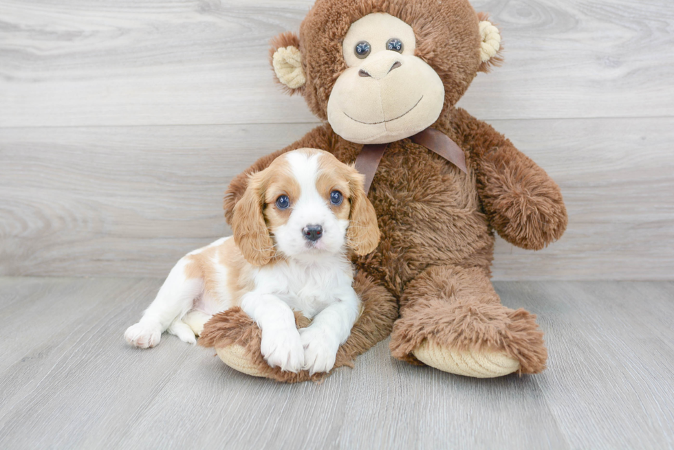 Hypoallergenic Cavoodle Poodle Mix Puppy