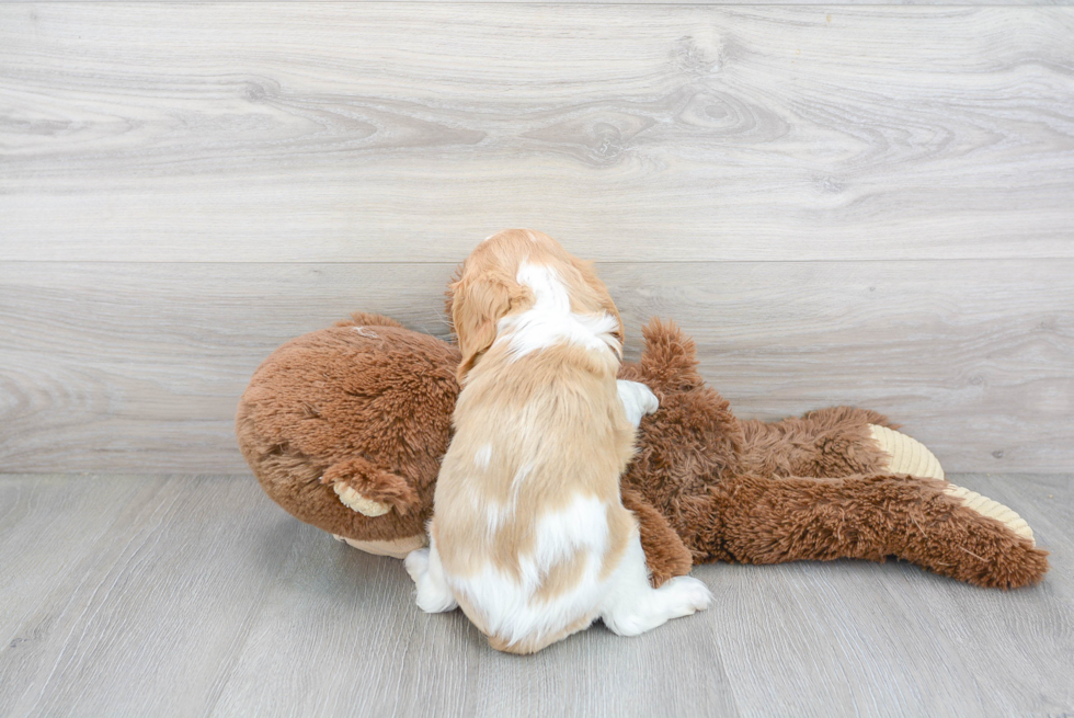 Cavapoo Pup Being Cute