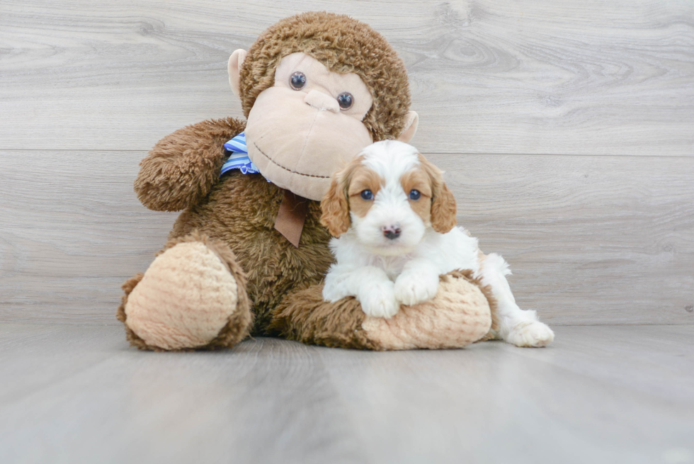 Sweet Cavapoo Baby