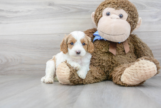 Cavapoo Pup Being Cute