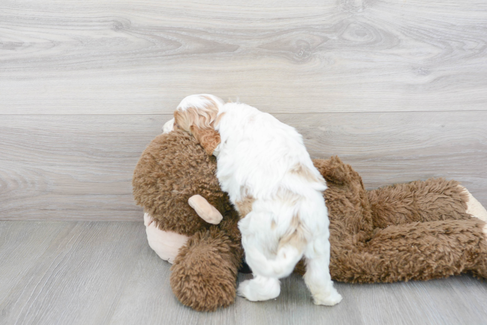 Small Cavapoo Baby