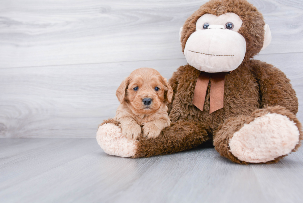 Cavapoo Puppy for Adoption