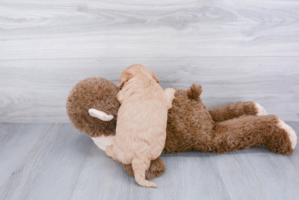 Cavapoo Pup Being Cute