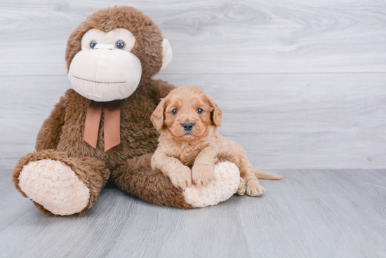 Petite Cavapoo Poodle Mix Pup