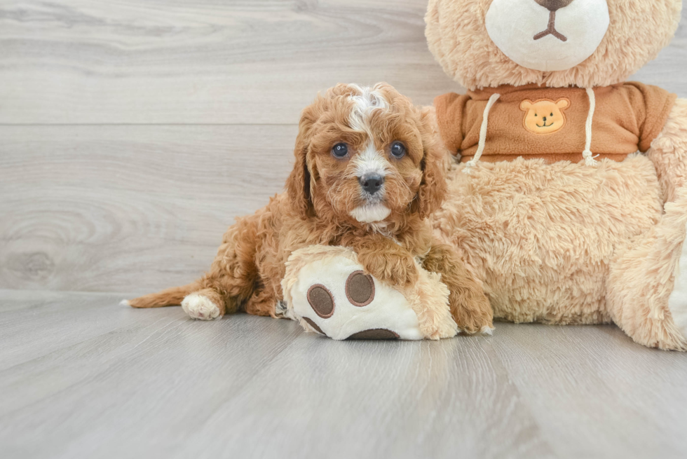 Best Cavapoo Baby