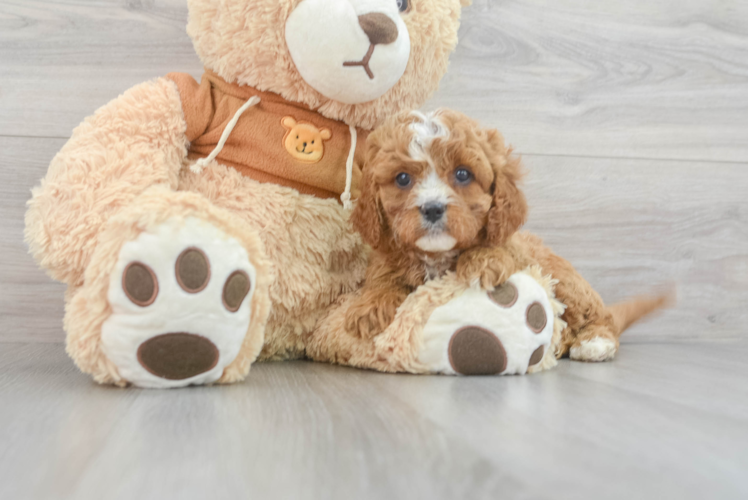 Adorable Cavoodle Poodle Mix Puppy