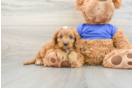 Cavapoo Pup Being Cute