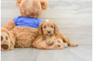 Fluffy Cavapoo Poodle Mix Pup