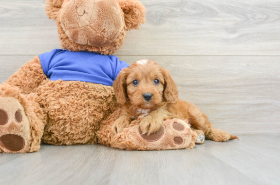 Fluffy Cavapoo Poodle Mix Pup