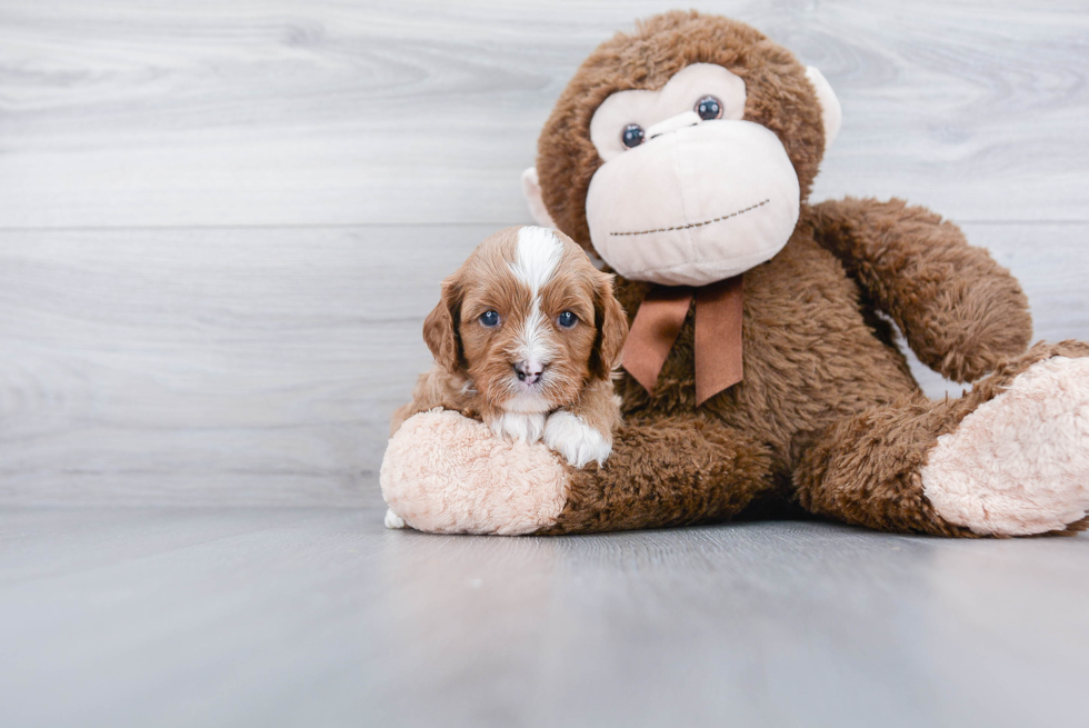 Sweet Cavapoo Baby