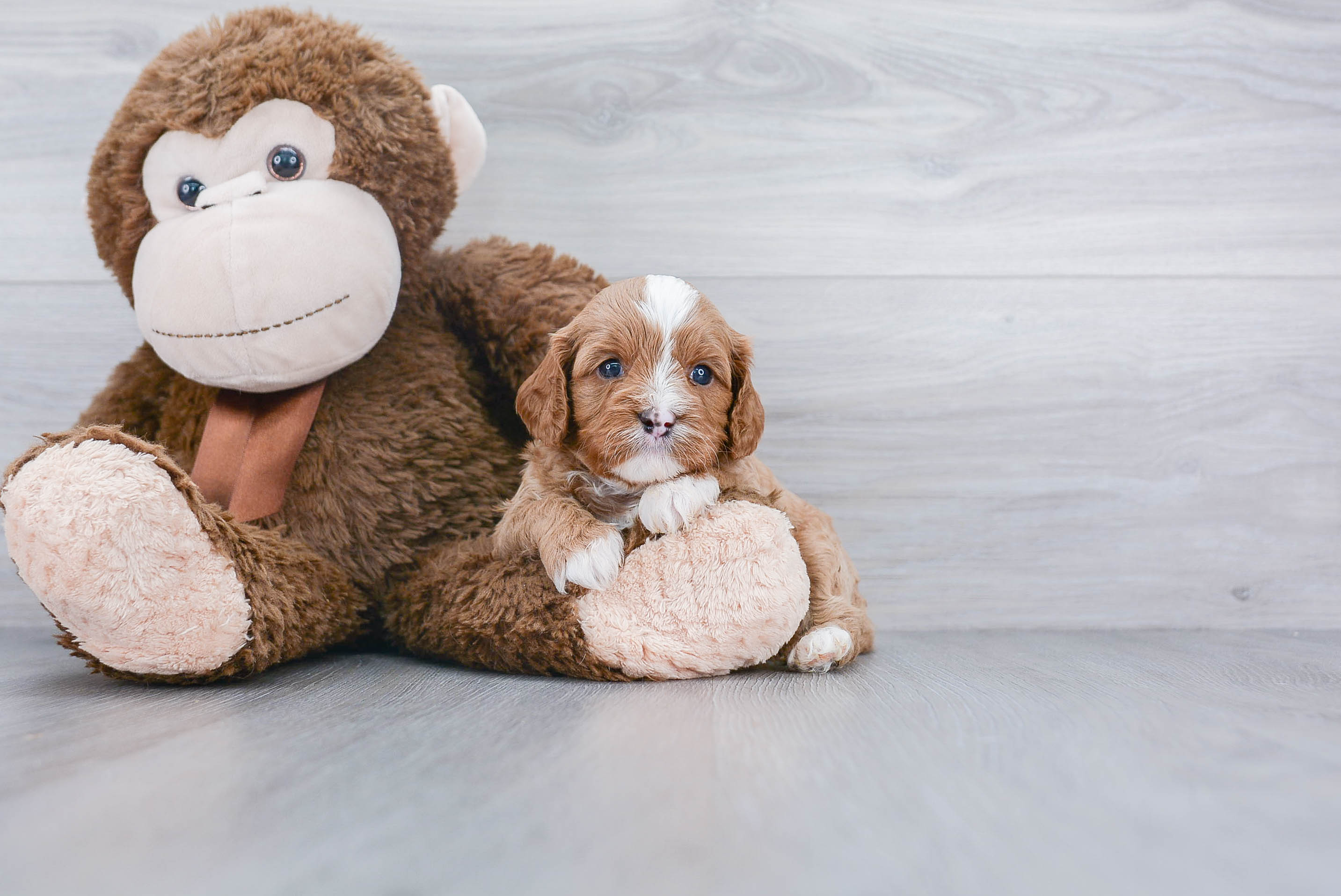 Playful Cavoodle Poodle Mix Puppy