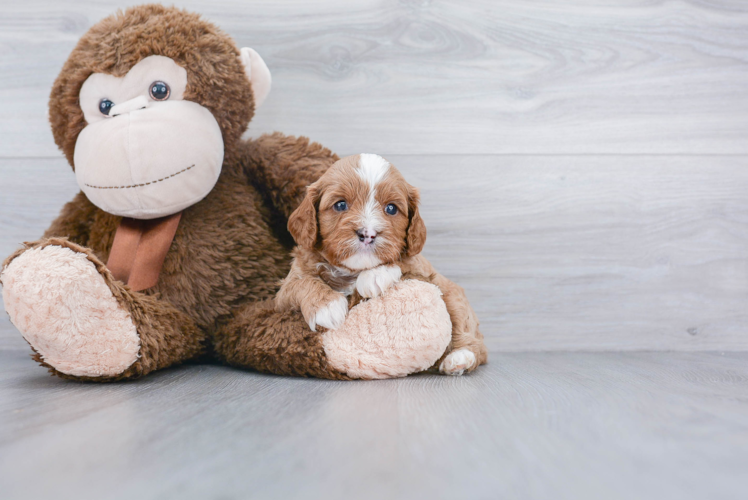 Playful Cavoodle Poodle Mix Puppy