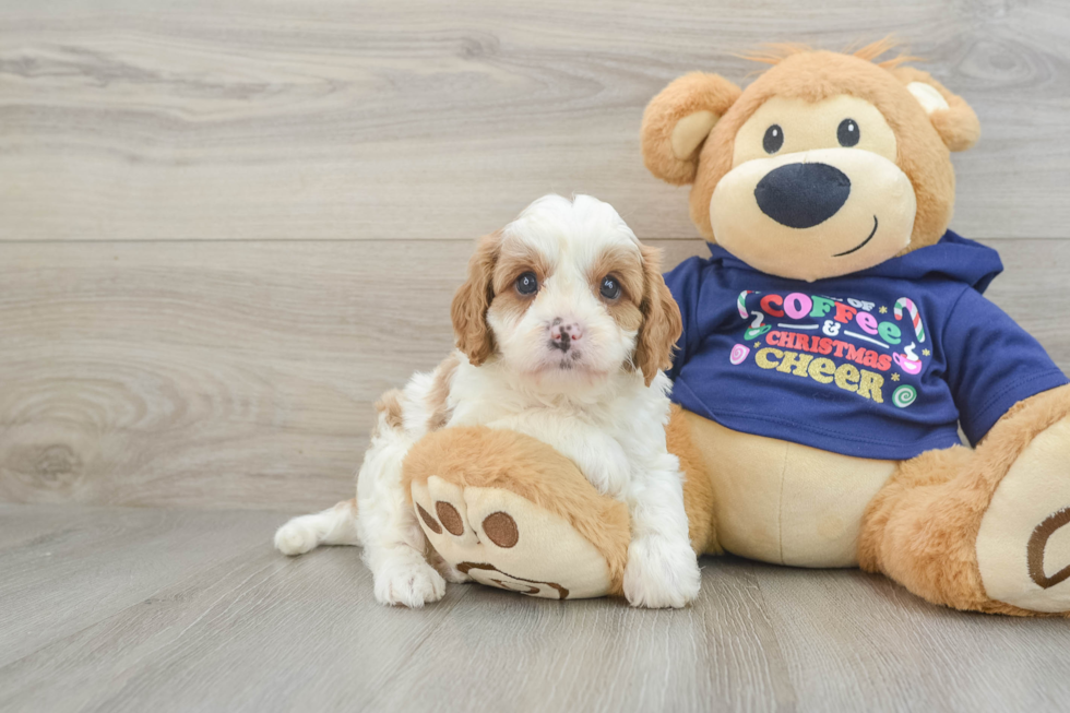 Smart Cavapoo Poodle Mix Pup