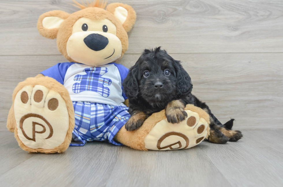 5 week old Cavapoo Puppy For Sale - Premier Pups