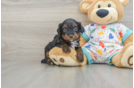 Adorable Cavalier King Charles Spaniel and Poodle Mix Poodle Mix Puppy