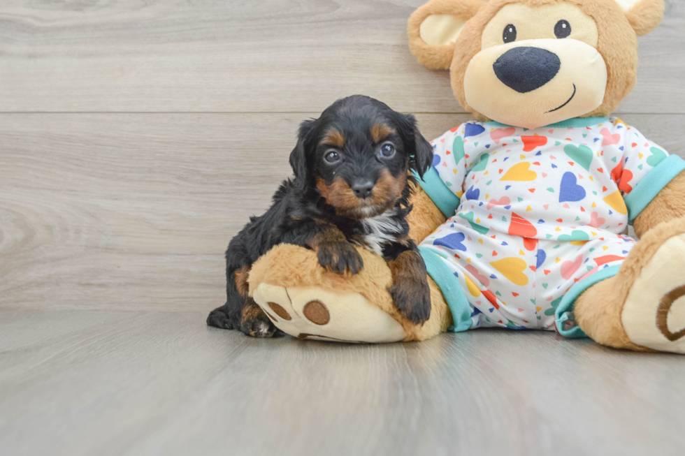 Adorable Cavalier King Charles Spaniel and Poodle Mix Poodle Mix Puppy