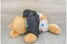 Cavapoo Pup Being Cute