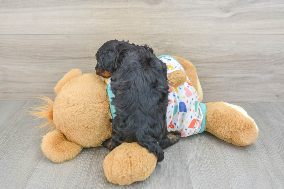 Cavapoo Pup Being Cute
