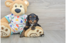 Best Cavapoo Baby