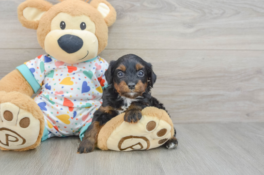 Best Cavapoo Baby
