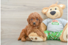 Little Cavipoo Poodle Mix Puppy