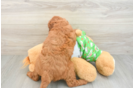 Best Cavapoo Baby