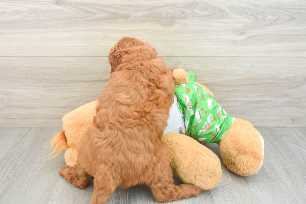 Best Cavapoo Baby