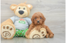 Cavapoo Pup Being Cute