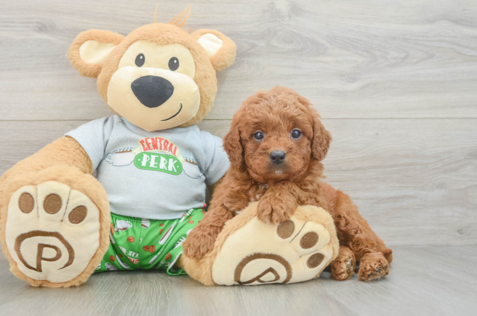 6 week old Cavapoo Puppy For Sale - Premier Pups