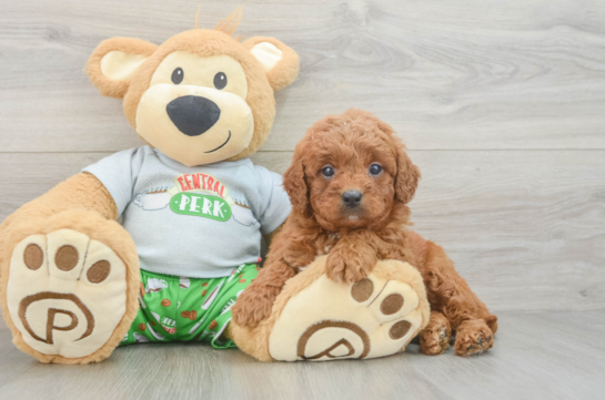 Cavapoo Pup Being Cute