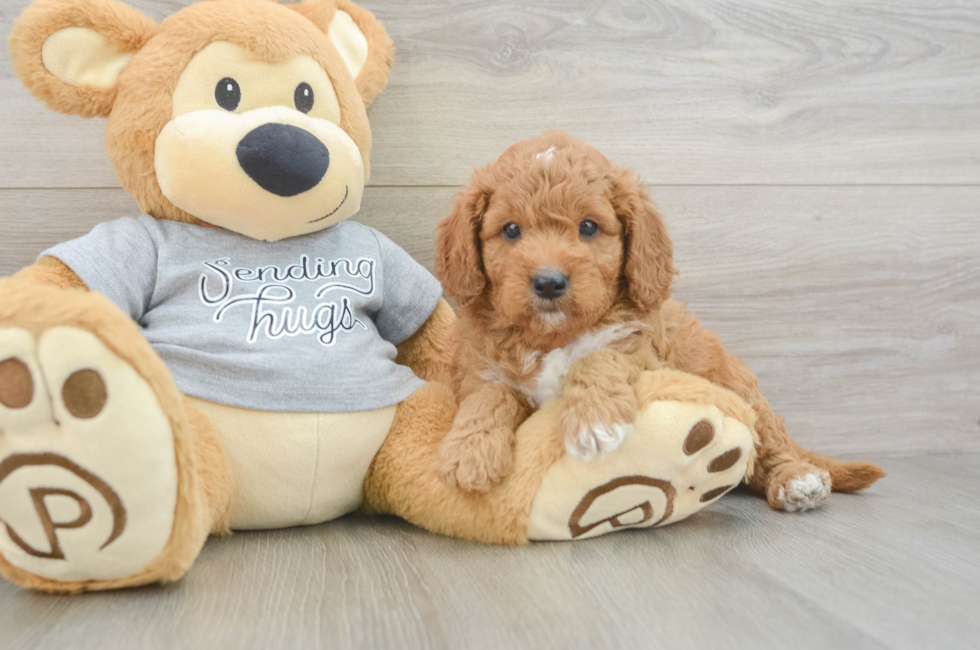 5 week old Cavapoo Puppy For Sale - Premier Pups