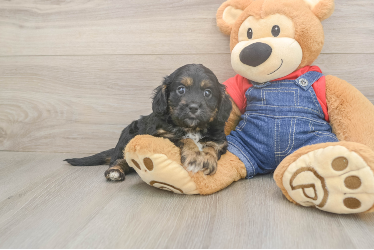 Best Cavapoo Baby