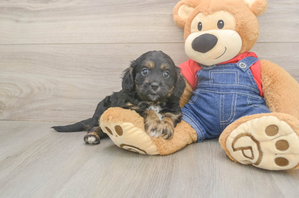 5 week old Cavapoo Puppy For Sale - Premier Pups