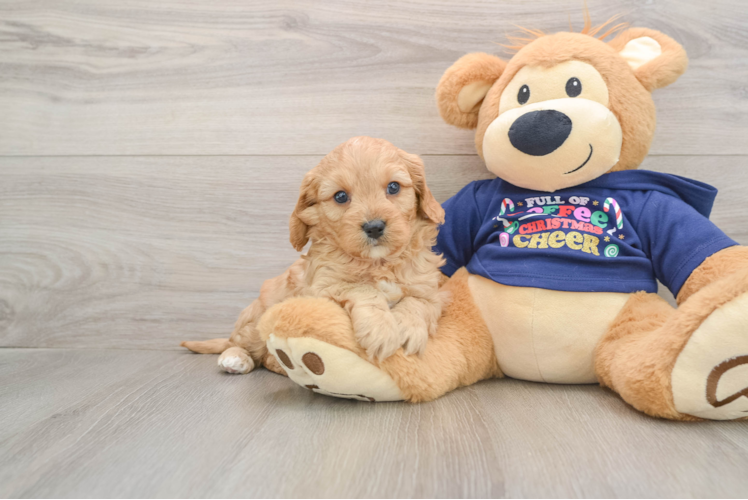 Friendly Cavapoo Baby