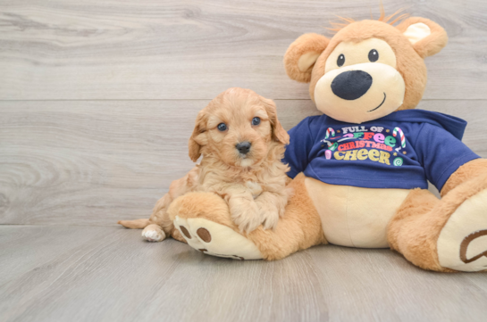 Friendly Cavapoo Baby