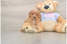 Cavapoo Puppy for Adoption