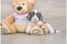Cavapoo Puppy for Adoption