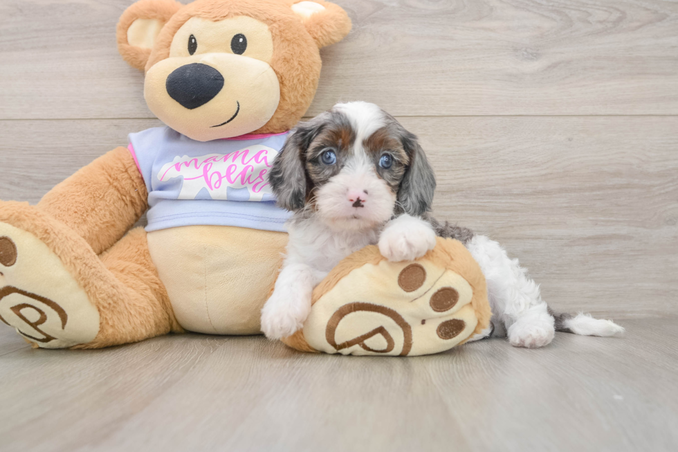 Cavapoo Puppy for Adoption
