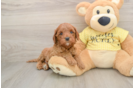 Small Cavapoo Baby