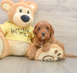 8 week old Cavapoo Puppy For Sale - Premier Pups